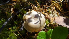 Cortinarius pinophilus