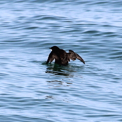 Synthliboramphus scrippsi