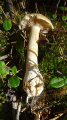 Cortinarius pinophilus
