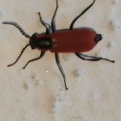 Anthocomus rufus