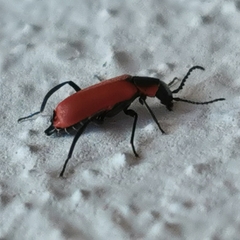 Anthocomus rufus