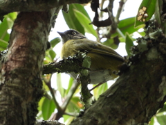 Chlorospingus flavopectus