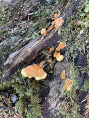 Laetiporus conifericola