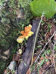 Laetiporus conifericola