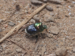 Onthophagus dandalu