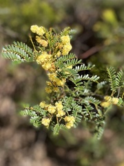 Acacia terminalis