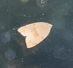 Coelostathma discopunctana