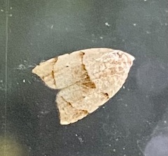 Coelostathma discopunctana