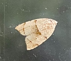 Coelostathma discopunctana