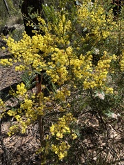 Acacia terminalis