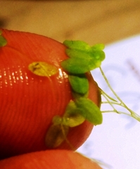 Lemna aequinoctialis