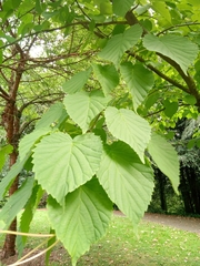 Davidia involucrata