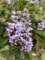 Hardenbergia