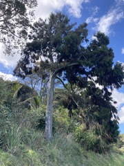 Dacrydium cupressinum