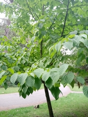 Davidia involucrata
