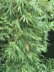 Bambusa vulgaris