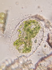 Euglypha ciliata