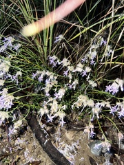 Ipomopsis multiflora