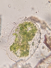 Euglypha ciliata