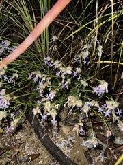 Ipomopsis multiflora