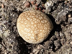 Scleroderma areolatum