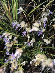 Ipomopsis multiflora