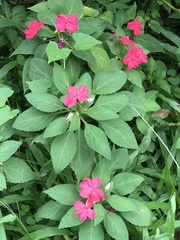 Impatiens walleriana