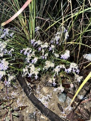 Ipomopsis multiflora