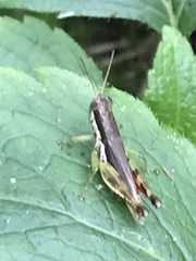 Pseudoxya diminuta