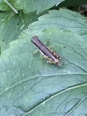 Pseudoxya diminuta
