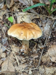 Cortinarius