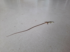 Takydromus sexlineatus
