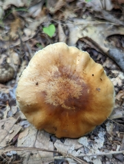 Cortinarius