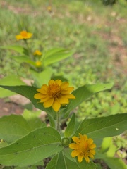 Melampodium divaricatum