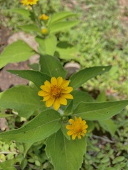 Melampodium divaricatum