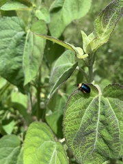 Asphaera abdominalis