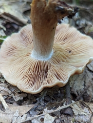 Cortinarius