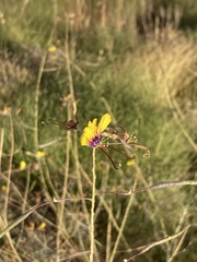 Cleome angustifolia
