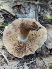 Cortinarius
