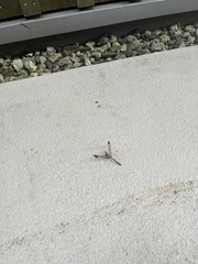 Sympetrum infuscatum