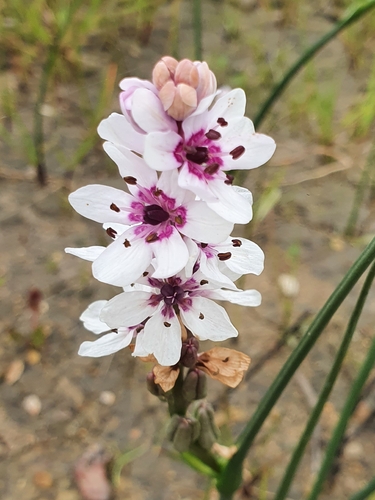 Image of Marsh Spikelily (Wurmbea stricta) by (c) Corli du Toit Smith, some rights reserved (CC BY)
