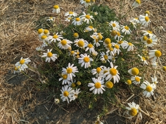Tripleurospermum maritimum
