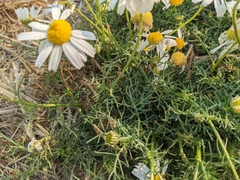 Tripleurospermum maritimum
