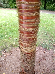 Prunus serrulata