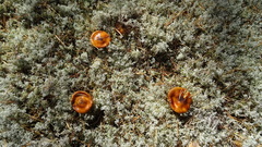 Cortinarius mucosus