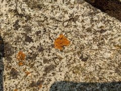 Polycauliona candelaria