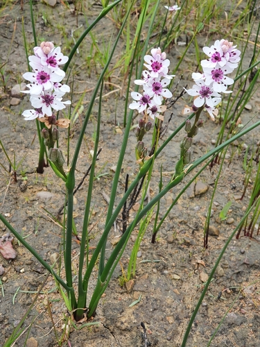 Image of Marsh Spikelily (Wurmbea stricta) by (c) Corli du Toit Smith, some rights reserved (CC BY)