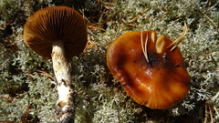 Cortinarius mucosus