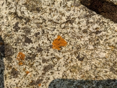 Polycauliona candelaria