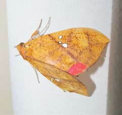 Miniodes discolor